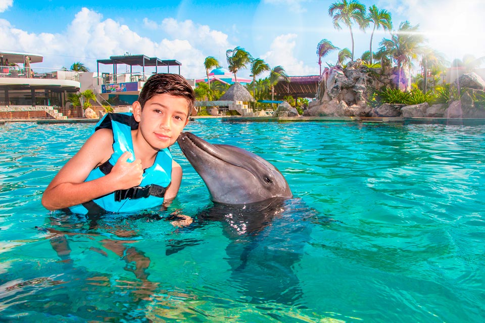 dolphin-golden-cancun-dolphin-connection